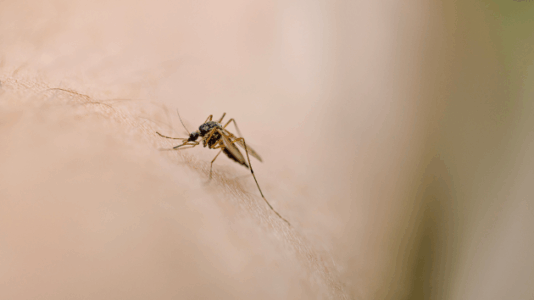 Invasive species of disease-carrying mosquito continues to spread in Northern California