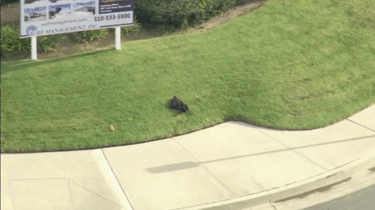 Former student stabs 3 staff members, plants 2 pipe bombs in California attack: Police