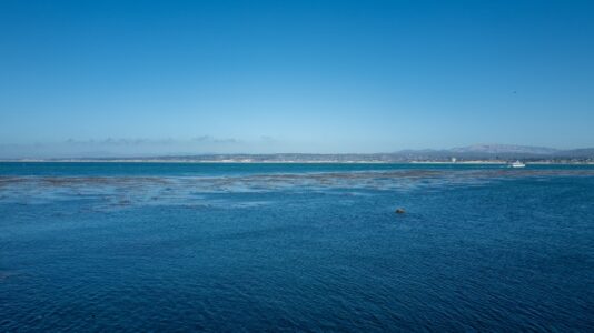 Body discovered after swimmer went missing in possible shark attack in California
