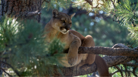 San Francisco issues warning as mountain lion roams city streets