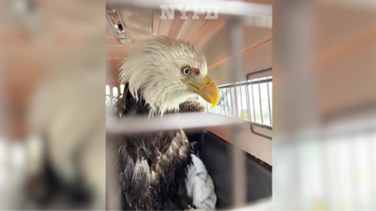 NYPD officers who helped rescue injured bald eagle on Hudson River speak out