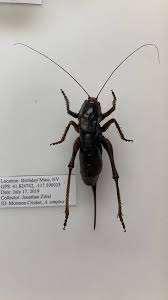 Mormon Crickets Make An Early Appearance In Utah
