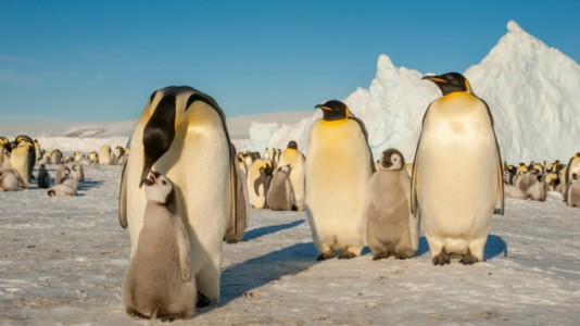Emperor penguin, Antarctic fur seal now listed as endangered in updated IUCN Red List