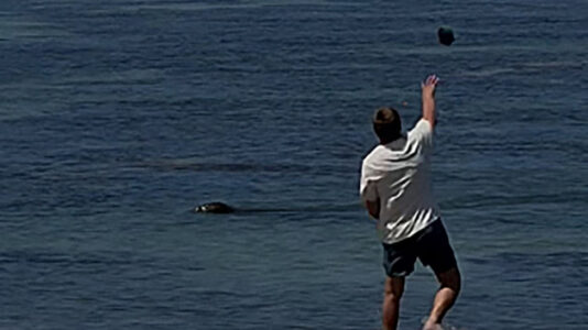 Tourist charged after allegedly throwing rock at endangered seal in Hawaii