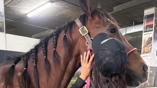 Teenage girl accused of stabbing 3 horses due in court